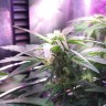 Семена конопли Auto Himalaya Blue Diesel feminised Ganja Seeds Семена конопли Auto Himalaya Blue Diesel feminised Ganja Seeds