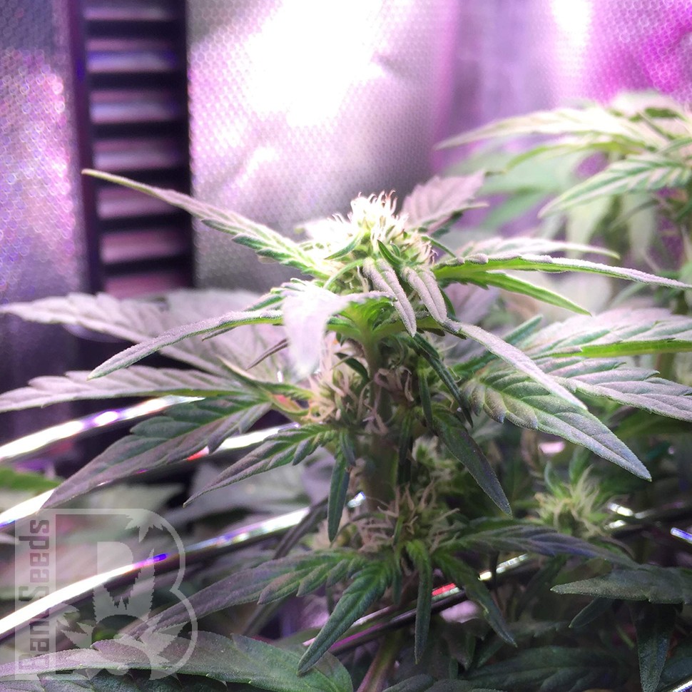 Семена конопли Auto Himalaya Blue Diesel feminised Ganja Seeds Семена конопли Auto Himalaya Blue Diesel feminised Ganja Seeds