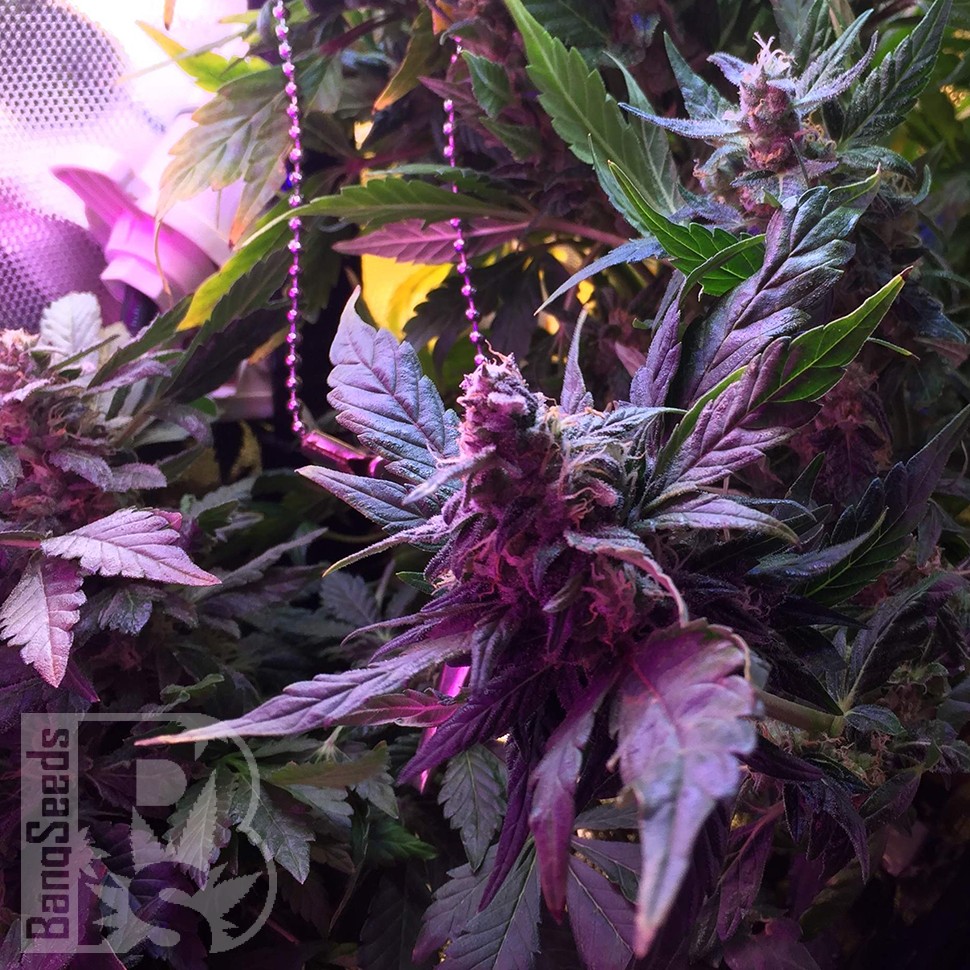 Семена марихуаны Auto Himalaya Blue Diesel feminised Ganja Seeds