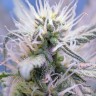 Качественные семена конопли Auto Himalaya Blue Diesel feminised Ganja Seeds Качественные семена конопли Auto Himalaya Blue Diesel feminised Ganja Seeds