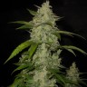 Семена марихуаны Auto Himalaya Blue Diesel feminised Ganja Seeds Семена марихуаны Auto Himalaya Blue Diesel feminised Ganja Seeds