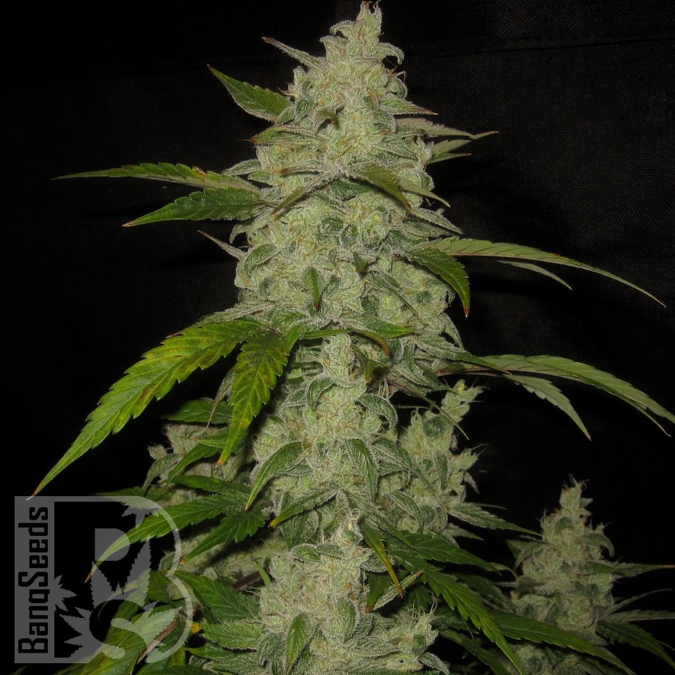 Семена марихуаны Auto Himalaya Blue Diesel feminised Ganja Seeds Семена марихуаны Auto Himalaya Blue Diesel feminised Ganja Seeds