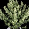 Семена марихуаны Auto Himalaya Blue Diesel feminised Ganja Seeds Семена марихуаны Auto Himalaya Blue Diesel feminised Ganja Seeds