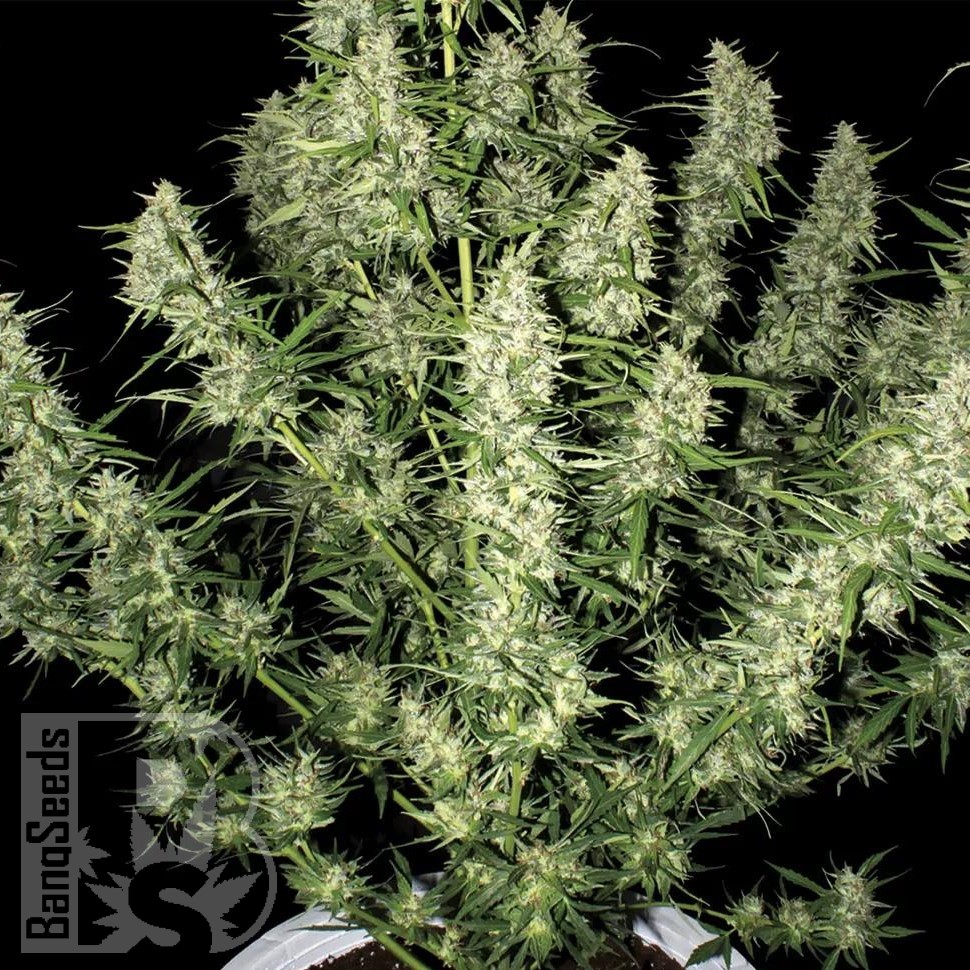Семена марихуаны Auto Himalaya Blue Diesel feminised Ganja Seeds Семена марихуаны Auto Himalaya Blue Diesel feminised Ganja Seeds