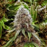 Ganesh feminised Ganja Seeds Ganesh feminised Ganja Seeds