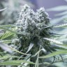 Семена марихуаны Critical CBG feminised Ganja Seeds Семена марихуаны Critical CBG feminised Ganja Seeds