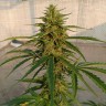 купить семена конопли дешево Auto Lennon reg купить семена конопли дешево Auto Lennon reg