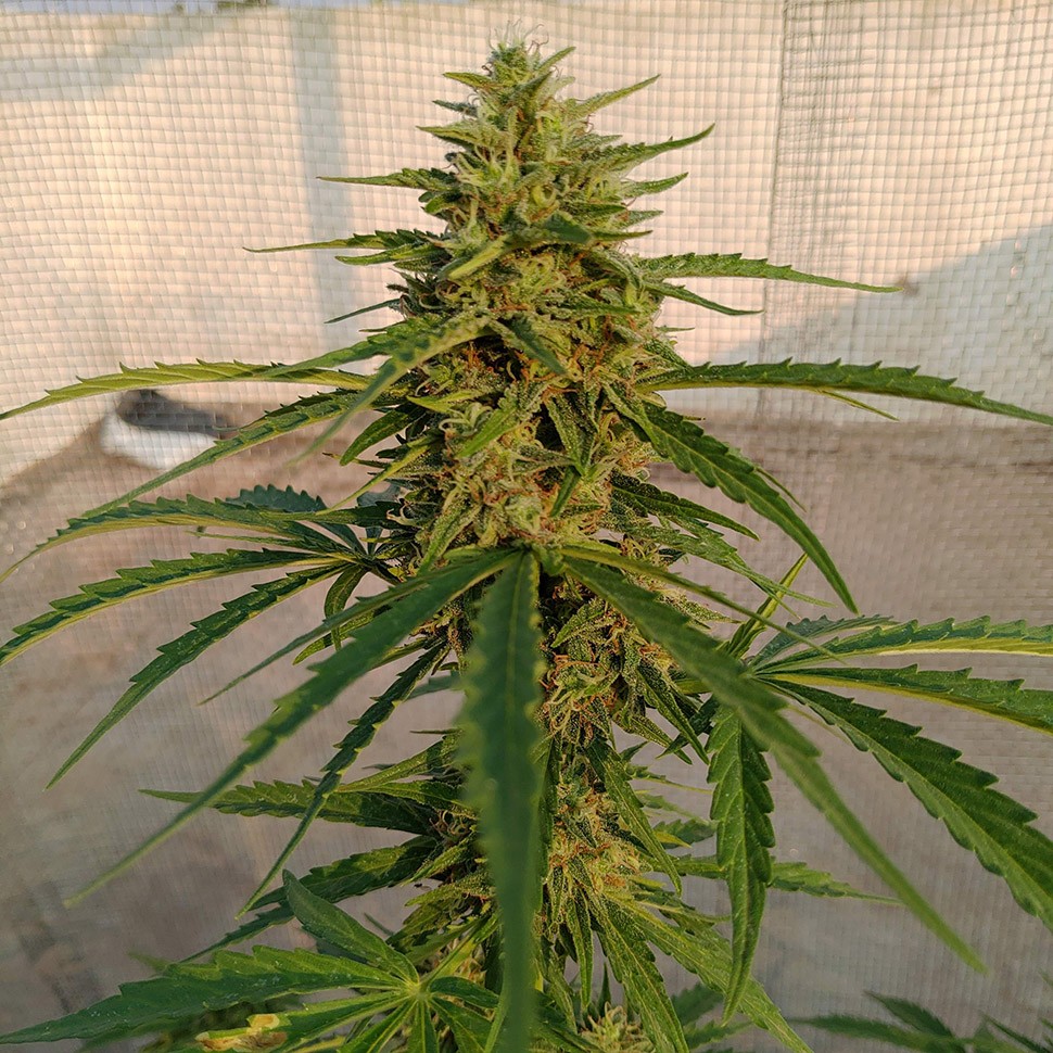 купить семена конопли дешево Auto Lennon reg купить семена конопли дешево Auto Lennon reg