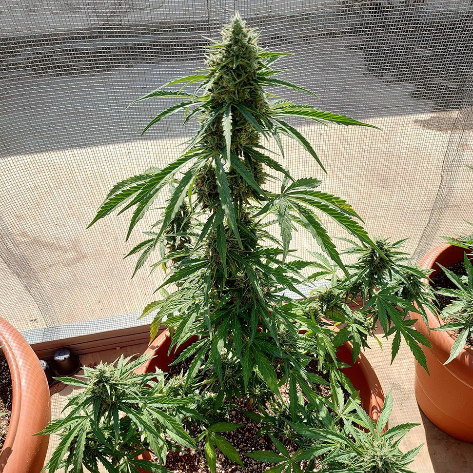 где заказать семена конопли Auto Lennon reg где заказать семена конопли Auto Lennon reg