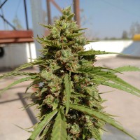 Auto Lennon regular Ganja Seeds