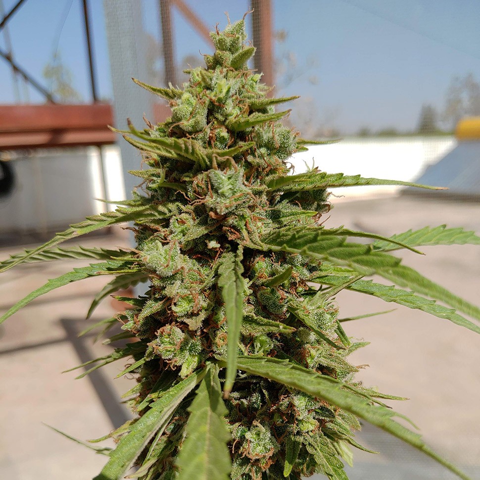 Семена конопли Auto Lennon regular Ganja Seeds