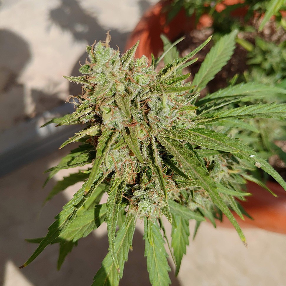 заказ семян конопли Auto Lennon reg заказ семян конопли Auto Lennon reg