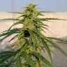 купить семена конопли с доставкой Auto Lennon reg купить семена конопли с доставкой Auto Lennon reg