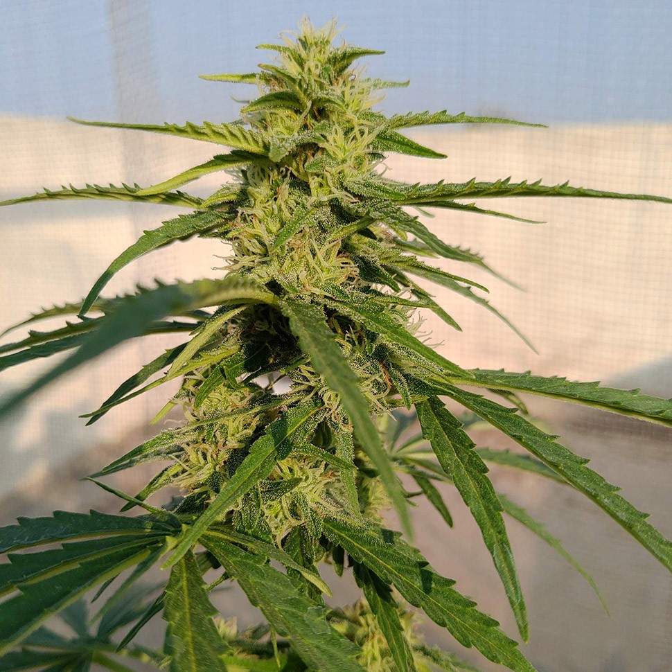 купить семена конопли с доставкой Auto Lennon reg купить семена конопли с доставкой Auto Lennon reg