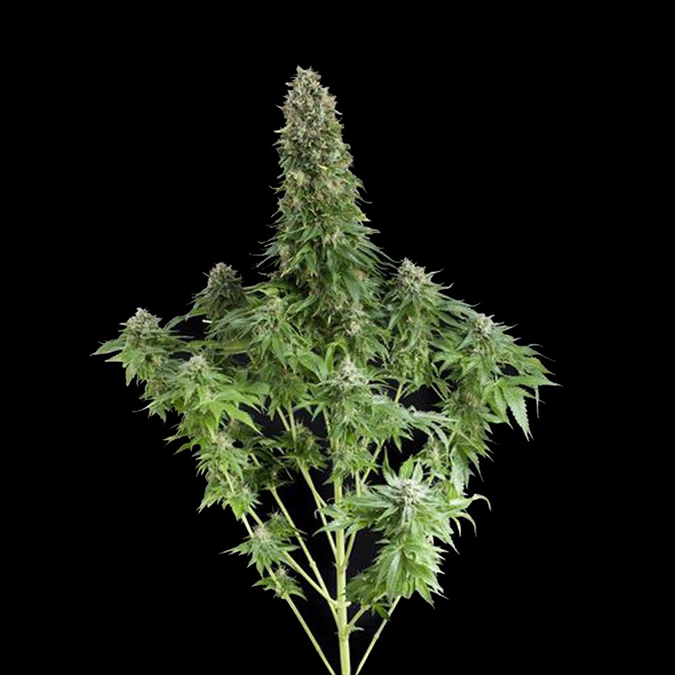 Семена White Siberian feminised Ganja Seeds