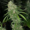 Семена White Siberian feminised Ganja Seeds Семена White Siberian feminised Ganja Seeds