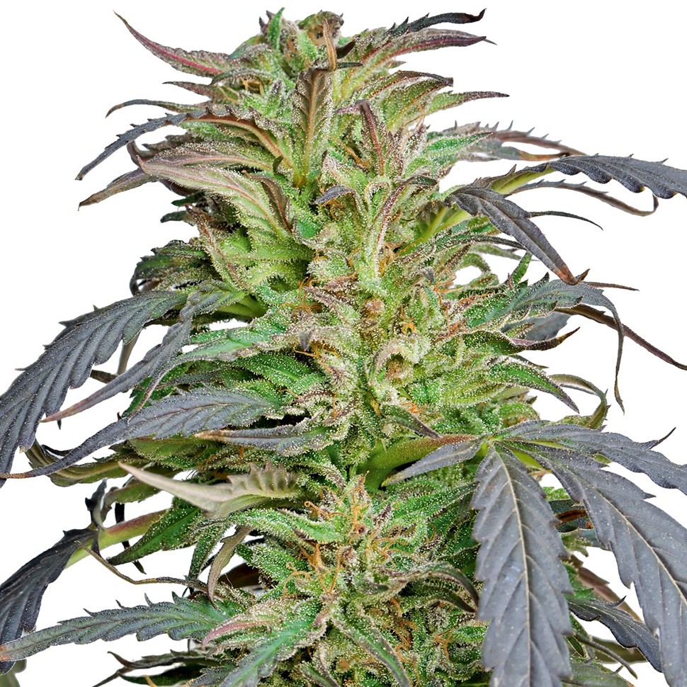 Семена ганжа Critical Super Silver Haze feminised Ganja Seeds