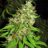Семена ганжа Critical Super Silver Haze feminised Ganja Seeds Семена ганжа Critical Super Silver Haze feminised Ganja Seeds