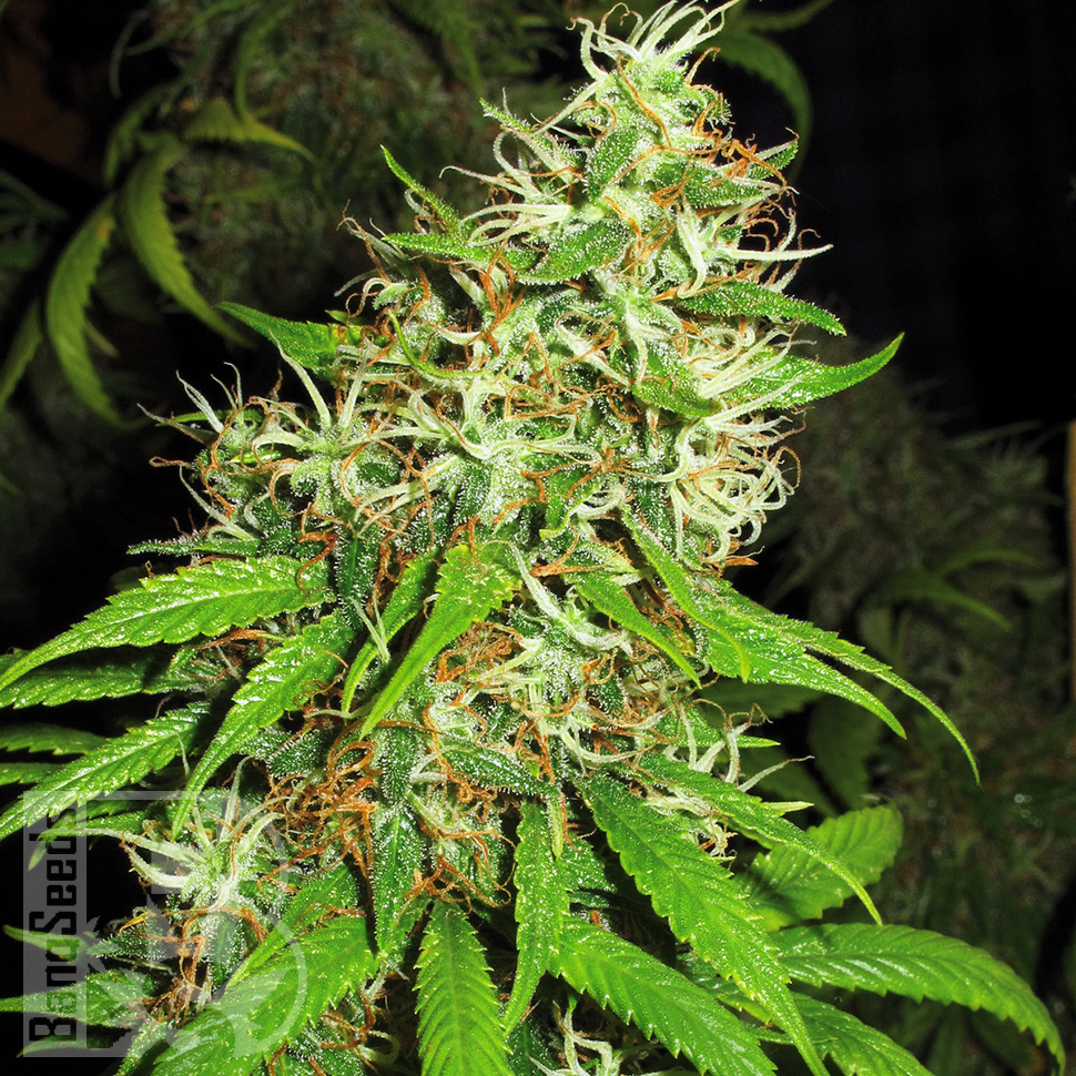 Семена ганжа Critical Super Silver Haze feminised Ganja Seeds Семена ганжа Critical Super Silver Haze feminised Ganja Seeds