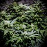 семена конопли гидропонные Auto Atameken feminised семена конопли гидропонные Auto Atameken feminised