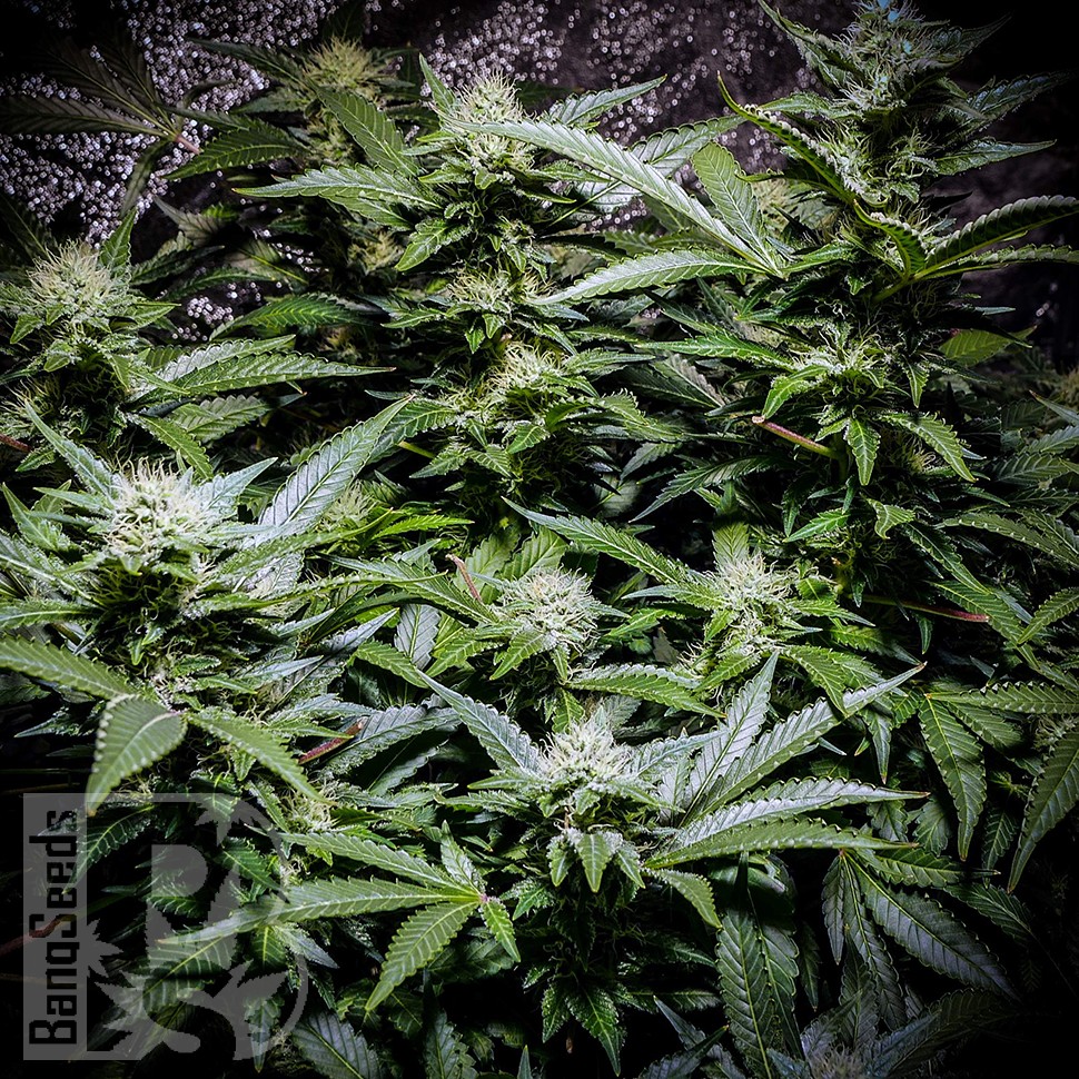 семена конопли гидропонные Auto Atameken feminised семена конопли гидропонные Auto Atameken feminised