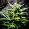 семена конопли цена Auto Atameken feminised семена конопли цена Auto Atameken feminised