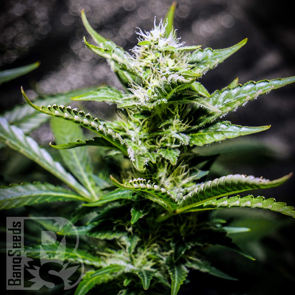 семена конопли цена Auto Atameken feminised семена конопли цена Auto Atameken feminised