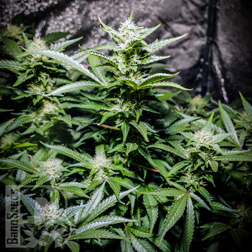 пересылка семян конопли по почте Auto Atameken feminised пересылка семян конопли по почте Auto Atameken feminised
