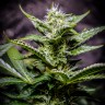 семена конопли курьером Auto Atameken feminised семена конопли курьером Auto Atameken feminised
