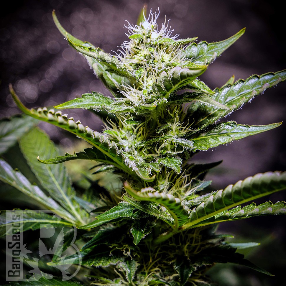 семена конопли курьером Auto Atameken feminised семена конопли курьером Auto Atameken feminised