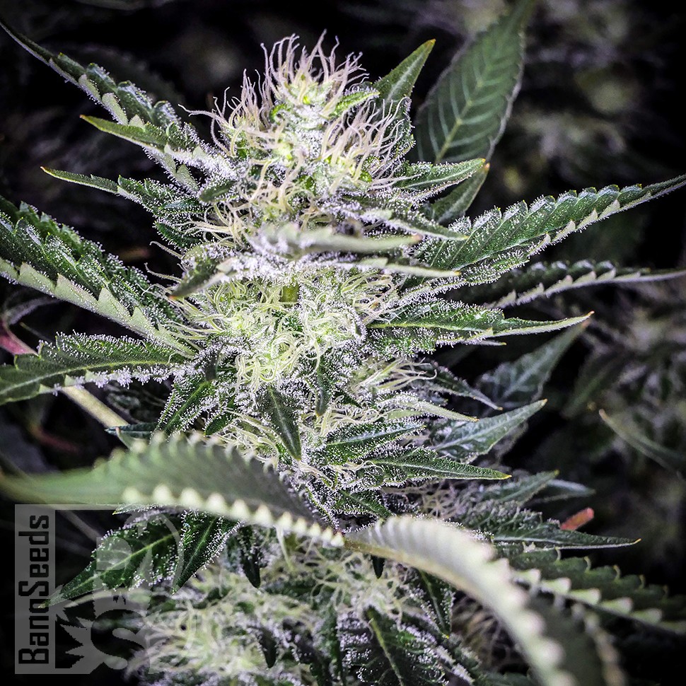 Семена ганжа Auto Atameken feminised Bang Seeds