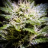 семена медицинской конопли Auto Atameken feminised семена медицинской конопли Auto Atameken feminised