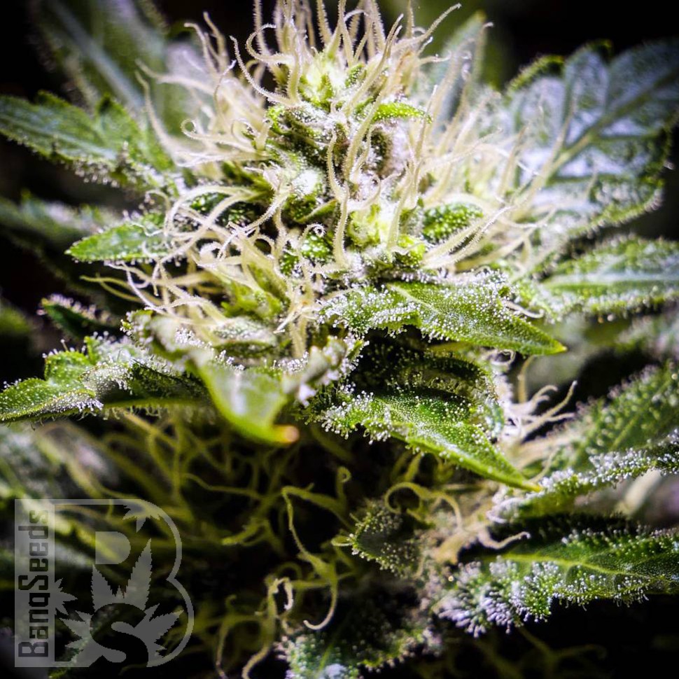 семена медицинской конопли Auto Atameken feminised семена медицинской конопли Auto Atameken feminised