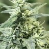 Семена ганжа Auto Atameken feminised Bang Seeds Семена ганжа Auto Atameken feminised Bang Seeds