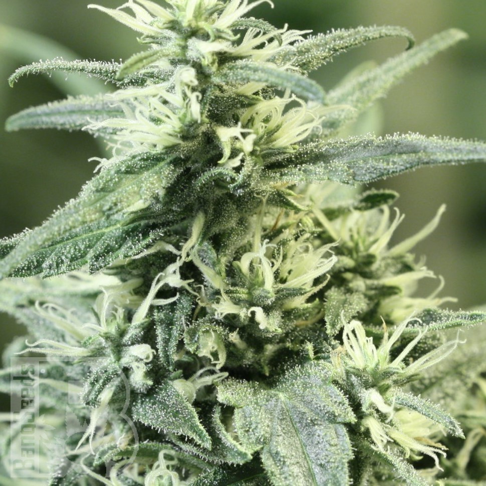 Семена ганжа Auto Atameken feminised Bang Seeds Семена ганжа Auto Atameken feminised Bang Seeds