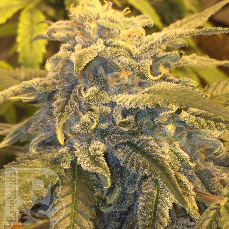 Семена ганжа Auto Atameken feminised Bang Seeds Семена ганжа Auto Atameken feminised Bang Seeds