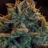 Семена ганжа Auto Atameken feminised Bang Seeds Семена ганжа Auto Atameken feminised Bang Seeds
