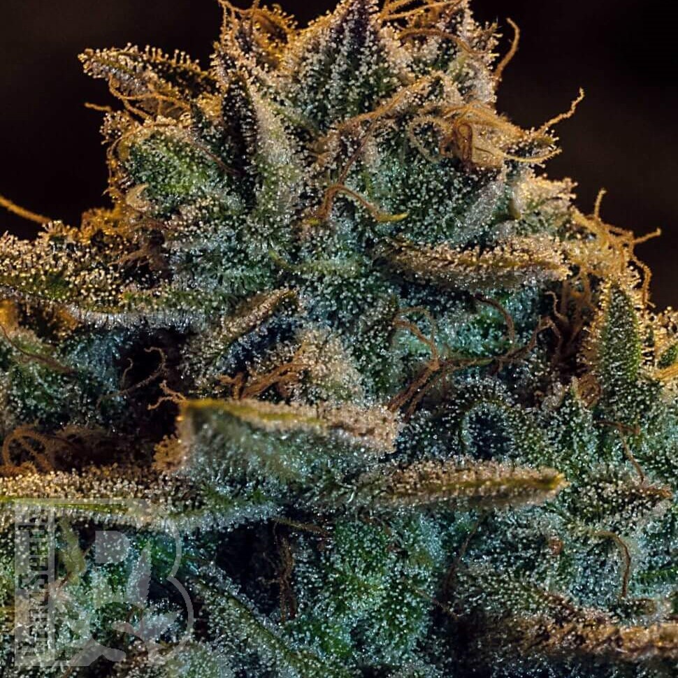 Семена ганжа Auto Atameken feminised Bang Seeds Семена ганжа Auto Atameken feminised Bang Seeds