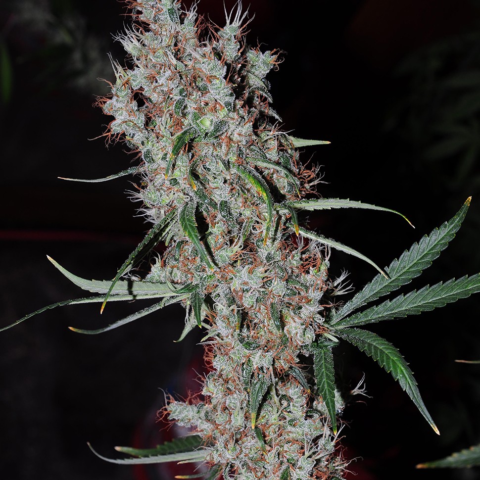 купить семена конопли аутдор Karatal feminised купить семена конопли аутдор Karatal feminised