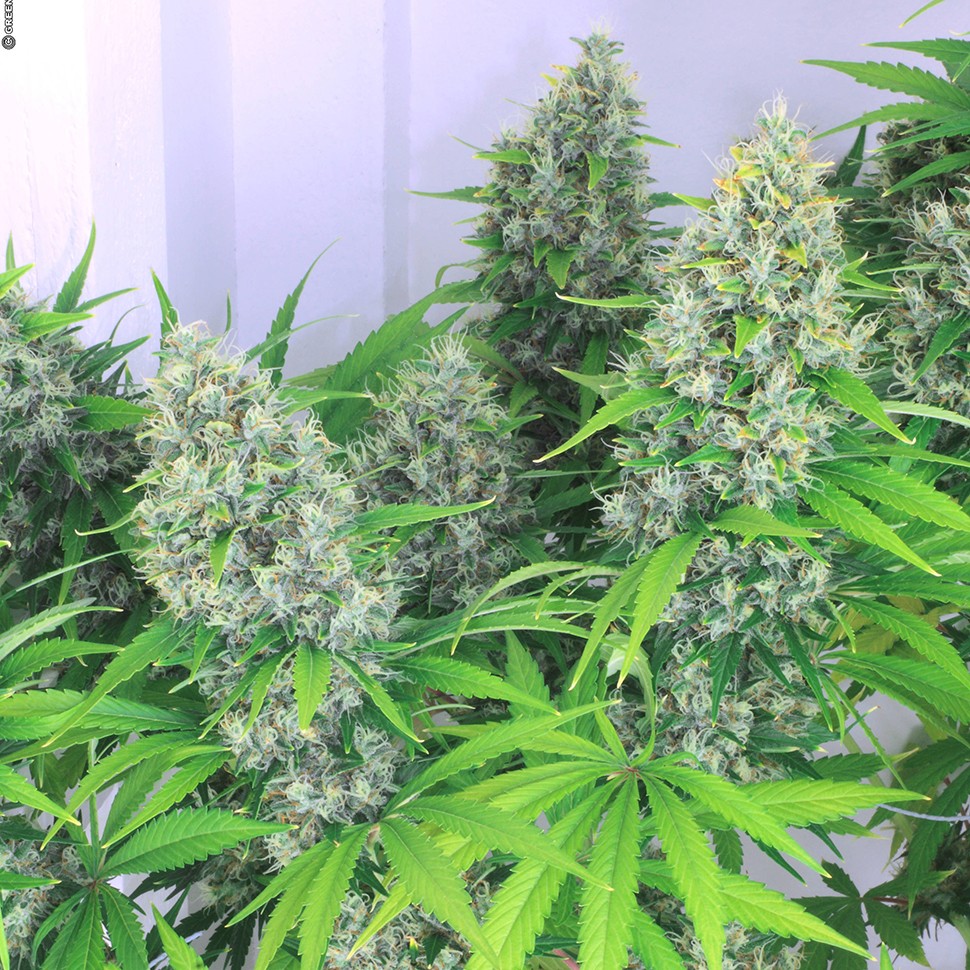 Семена марихуаны Karatal feminised Bang Seeds