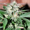 Семена конопли Auto Euphoria feminised Ganja Seeds Семена конопли Auto Euphoria feminised Ganja Seeds