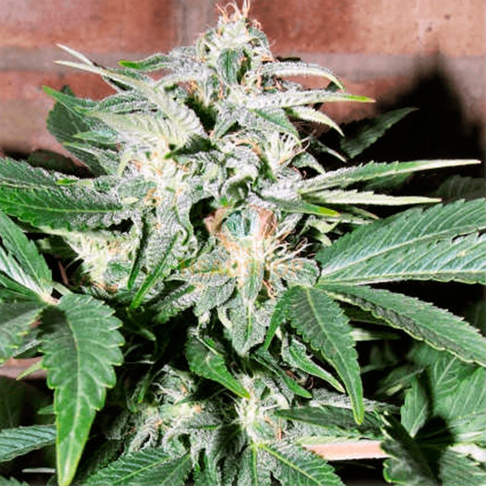Семена конопли Auto Euphoria feminised Ganja Seeds Семена конопли Auto Euphoria feminised Ganja Seeds