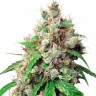 Семена марихуаны в Казахстане Auto Euphoria feminised Ganja Seeds Семена марихуаны в Казахстане Auto Euphoria feminised Ganja Seeds