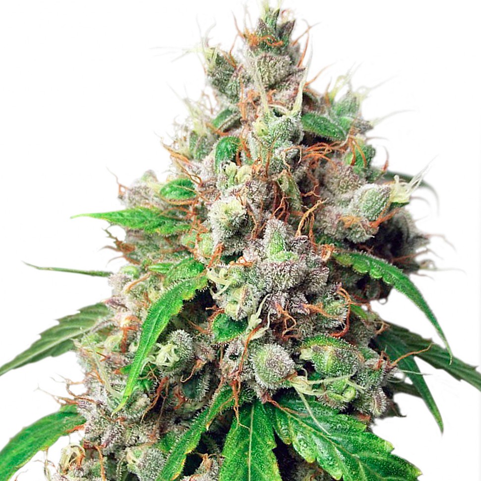 Семена ганжа Auto Euforia feminised Ganja Seeds