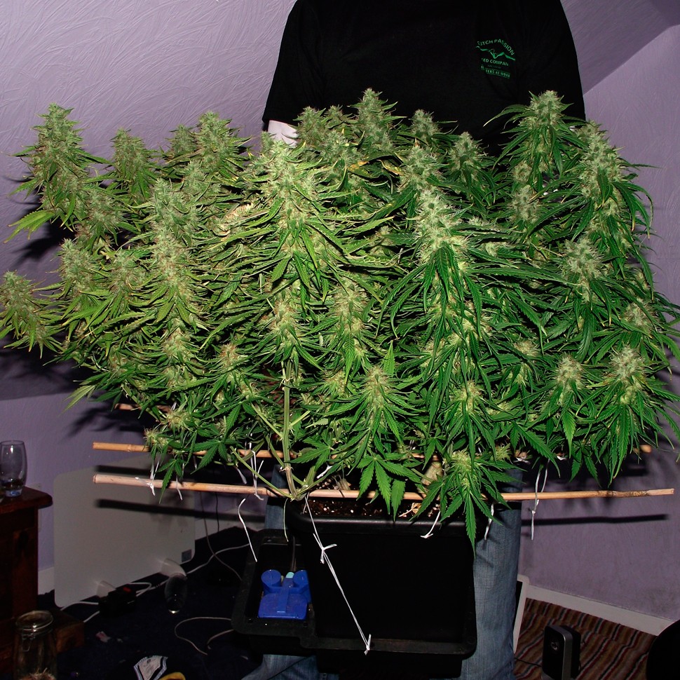Семена каннабиса Auto Blue Mazar feminised Ganja Seeds Семена каннабиса Auto Blue Mazar feminised Ganja Seeds