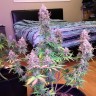 Семена марихуаны Auto Blue Mazar feminised Ganja Seeds Семена марихуаны Auto Blue Mazar feminised Ganja Seeds
