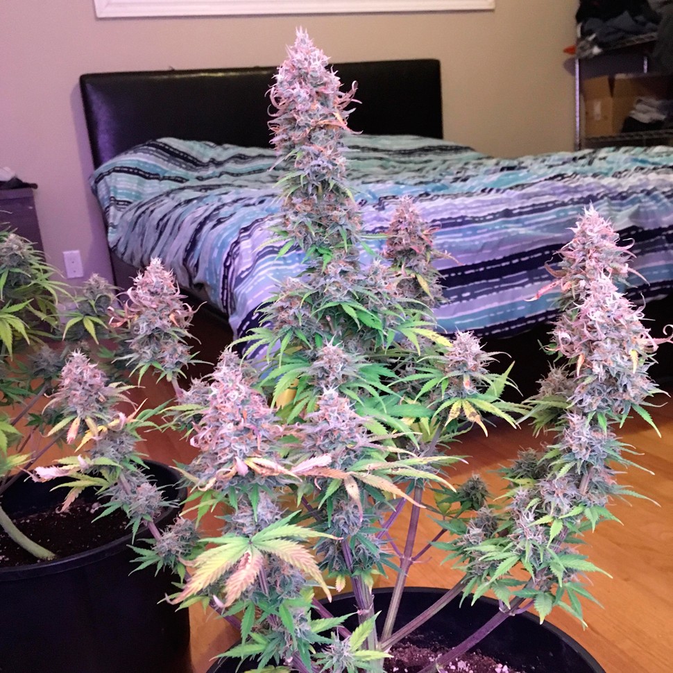 Семена марихуаны Auto Blue Mazar feminised Ganja Seeds Семена марихуаны Auto Blue Mazar feminised Ganja Seeds