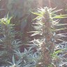 Семена конопли Auto Blue Mazar feminised Ganja Seeds Семена конопли Auto Blue Mazar feminised Ganja Seeds