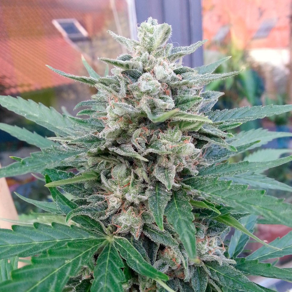 Недорогие семена конопли Auto Blue Mazar feminised Ganja Seeds Недорогие семена конопли Auto Blue Mazar feminised Ganja Seeds