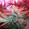 Семена марихуаны Auto Haze 2.0 feminised Ganja Seeds Семена марихуаны Auto Haze 2.0 feminised Ganja Seeds